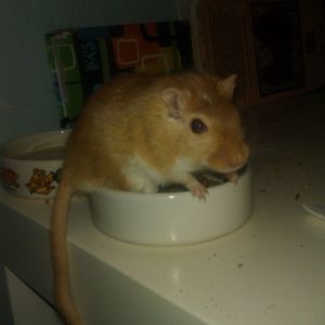 Meet your Posher, Jana